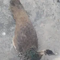 طاووس ماده