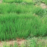 فروش تیم پیاز