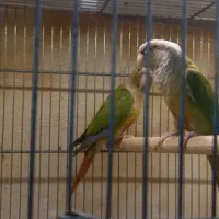 گرینچیک نر|پرنده|تبریز, |دیوار