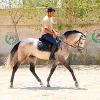 چهار ساله ترکمن خالص