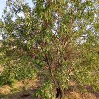 باغ-انگور
