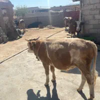 گوساله سیمینتال نر|حیوانات مزرعه|کوهدشت, |دیوار