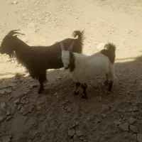 کهره نر