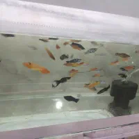 انواع ماهی آکواریومی با قیمت مناسب|ماهی|قائم‌شهر, |دیوار