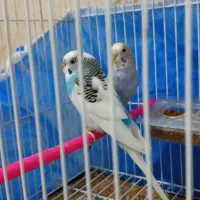 یک جفت مرغ عشق آماده خوش رنگ