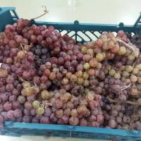 انگور شیرین برای شیره