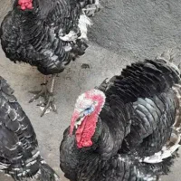 بوقلمون محلی