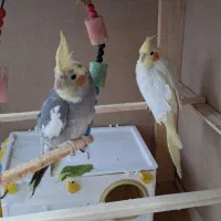 ۲ جفت عروس هلندی زیر قیمت