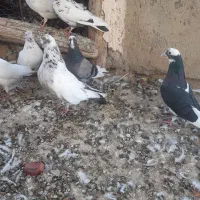 کبوتر غریب گیری|پرنده|ساوه, |دیوار