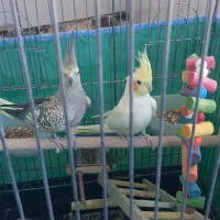 دو عدد عروس هلندی سالم و سرحال و پر انرژی