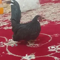 خروس زینتی مینیاتوری