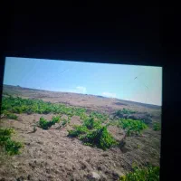 باغ انگور قدیمی