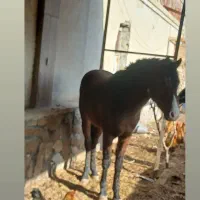 اسب|اسب و تجهیزات اسب‌سواری|مشهد, چهاربرج|دیوار