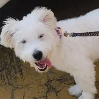 واگذاری سگ نژاد تریر