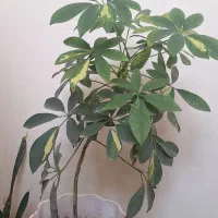 گل شفلر