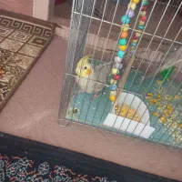 یه جفت جوجه عروس هلندی دوماهه|پرنده|پیر بکران, |دیوار