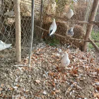 چهارتاکبوترهوای فروشی|پرنده|دیواندره, |دیوار