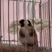 سهره نر مست وبخون|پرنده|اصفهان, وحید|دیوار