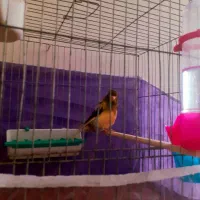 قناری رسمی بلندقرص شلاقی