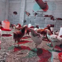 دام و طیور|حیوانات مزرعه|دابودشت, |دیوار