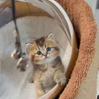 گربه پرشین / بریتیش / اسکاتیش فسقلی|گربه|رشت, دیلمان|دیوار