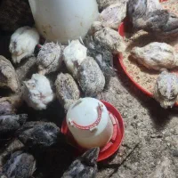 بلدرچین ماده و نره جوان