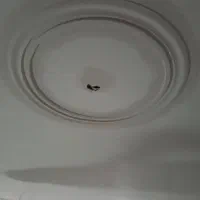 استا گچکار و شاگرد