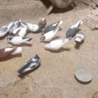 کبوترها همه سالم|پرنده|میان جلگه, |دیوار