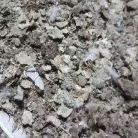 حدود ده تا گونی فضله کبوتر بدونه آشغال