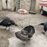 بوقلمون|حیوانات مزرعه|رامیان, |دیوار