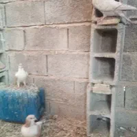 کفتر خوشرنگ بد رنگ|پرنده|شیراز, محمدیه|دیوار