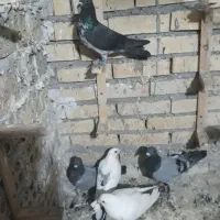 کبوتر