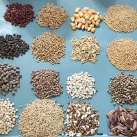 خرید و فروش انواع ارزن گندم ذرت کتان شاهدانه کبوتر|عمده‌فروشی|مشهد, مهدی آباد (بلوار توس)|دیوار