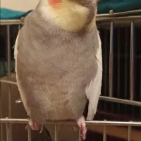 عروس هلندی گمشده|حیوانات|تهران, دولاب|دیوار