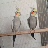 عروس هلندی جفت آرام