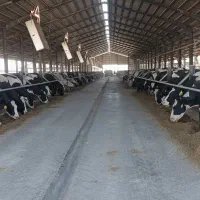 فروش کود گاوی