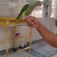 جوجه شاه طوطی نر