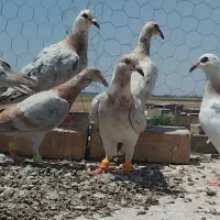 هفرنگ خطی