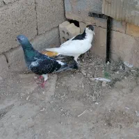 کبوتر نر|پرنده|کلاله, |دیوار
