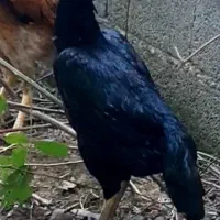 جوجه اوشامو|حیوانات مزرعه|رشت, عینک|دیوار