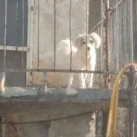 پودل ترییر ماده ۱۰ ماهه