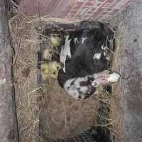 فروش جوجه اردک خارجی|حیوانات مزرعه|شیرگاه, |دیوار