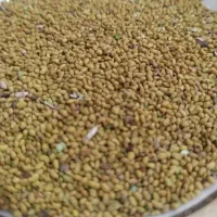 بذر یونجه ولایتی