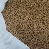 بذر گندم کوهدشت