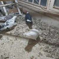 کفتر ۶عدد یکجا|پرنده|کاشان, شهرک فرهنگیان|دیوار