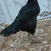 ماده مرغ فروشی