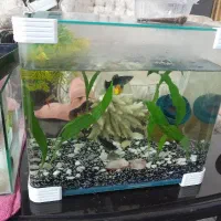 یک جفت ماهی مولی وگوپی وکفخوار