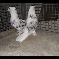 کبوتر شازده هما سرور کاکلی|پرنده|چهاردانگه (تهران), |دیوار