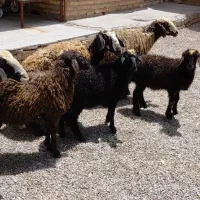 نژاد برتر با برهای ۳۰کیلویی