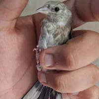 جوجه سهره کردستان|پرنده|نسیم‌شهر, |دیوار